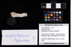 Foto (Objekt + Etikett) von Paguroidea indet.  (NHMW-GEO-2017-0089-0060)